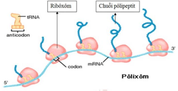 Một nhóm ribôxôm đồng thời hoạt động trên một phân tử  (ảnh 1)