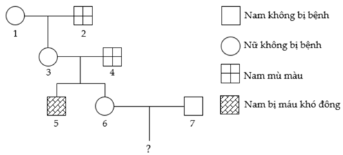 Sơ đồ phả hệ dưới đây mô tả sự di truyền bệnh mù màu  (ảnh 1)
