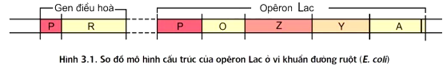 Trong một opêron, nơi enzim ARN pôlimeraza bám vào (ảnh 1)
