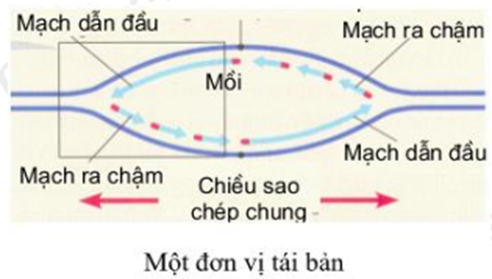 Trong quá trình nhân đôi ADN, một đơn vị tái bản có số mạch (ảnh 1)