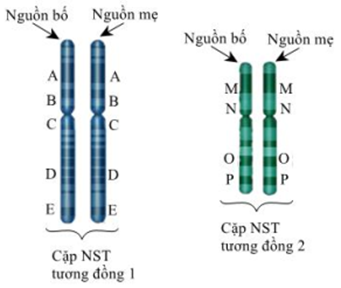 Giả sử một tế bào có 2 cặp NST tương đồng, trên đó có (ảnh 1)