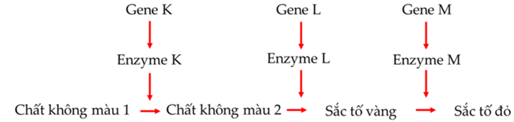 Ở một loài hoa, xét ba cặp gen phân li độc lập, các gen  (ảnh 1)