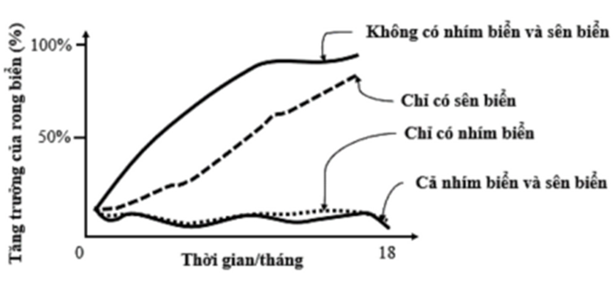 Nhím biển (Echinoidea) là nguồn thức ăn cho rái cá (ảnh 1)