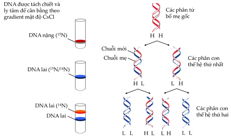 Nghiên cứu cơ chế nhân đôi ADN của 1 loài sinh vật  (ảnh 1)