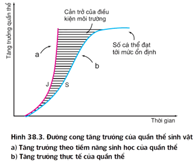 Hình vẽ dưới đây mô tả các đường cong tăng trưởng của (ảnh 2)