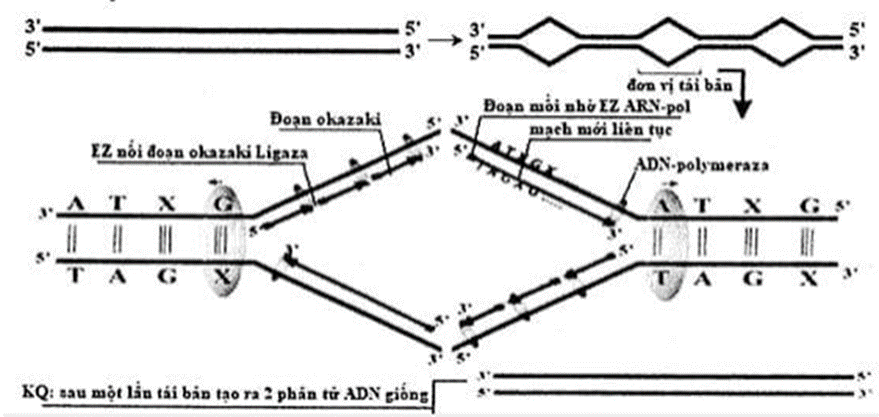 Một đoạn ADN ở khoảng giữa 1 đơn vị nhân đôi như  (ảnh 2)