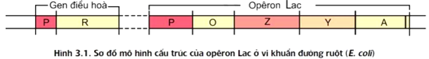 Trong cơ chế điều hòa hoạt động của opêron Lac (ảnh 1)