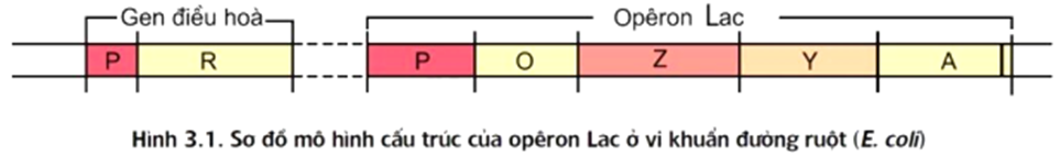 Trong mô hình cấu trúc của opêron Lac ở vi khuẩn  (ảnh 1)