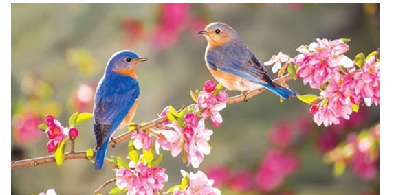 Mùa xuân của thiên nhiên, mùa xuân của đất nước được gợi tả như thế nào trong ba khổ thơ đầu?   (ảnh 1)
