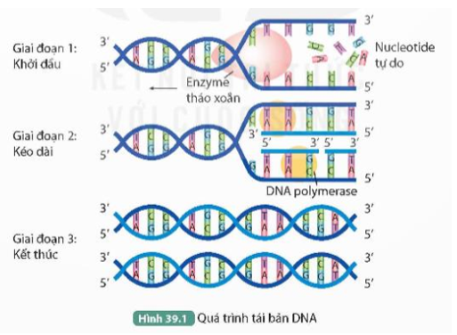 Quan sát Hình 39.1, thực hiện các yêu cầu sau: 1. Mô tả ba giai đoạn của quá trình tái bản DNA. (ảnh 1)