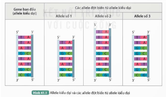 Quan sát Hình 41.1, trả lời các câu hỏi sau: 1. Các allele đột biến số 1, số 2 và số 3 có thay đổi gì so với allele kiểu dại? (ảnh 1)