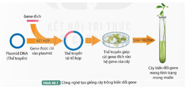 Quan sát Hình 48.1, mô tả quá trình tạo cây biến đổi gene nhờ ứng dụng công nghệ di truyền. (ảnh 1)