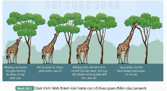 Quan sát Hình 50.1, thực hiện các yêu cầu sau: 1. Mô tả quá trình hình thành loài hươu cao cổ theo quan điểm của Lamarck. (ảnh 1)