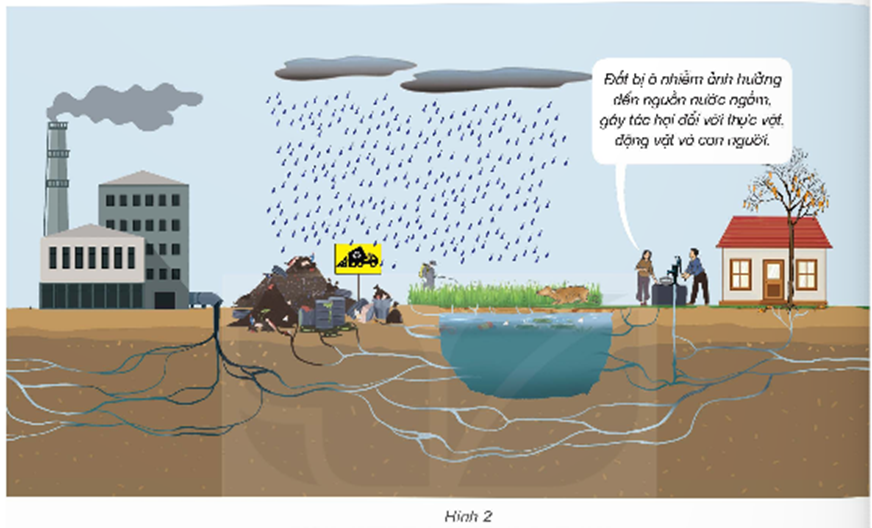 Quan sát hình 2 và từ thực tế, cho biết tác hại của ô nhiễm đất đối với thực vật, động vật và sức khoẻ con người. (ảnh 1)