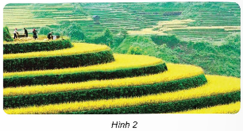 Quan sát hình 2 và cho biết: - Vai trò của đất đối với cây lúa. - Lợi ích của việc trồng lúa trên ruộng bậc thang  (ảnh 1)
