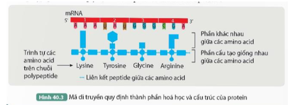 1. Quan sát Hình 40.3 cho biết mã di truyền quy định thành phần hóa học và cấu trúc của protein như thế nào. (ảnh 1)