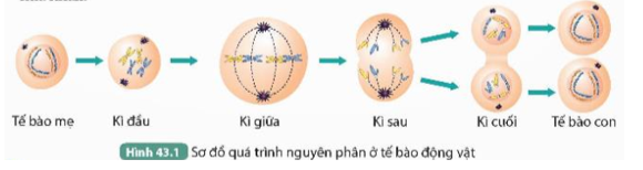 Đọc thông tin trên kết hợp quan sát Hình 43.1, thực hiện các yêu cầu sau:  1. Cho biết từ một tế bào mẹ, qua một lần nguyên phân tạo ra bao nhiêu tế bào con. (ảnh 1)