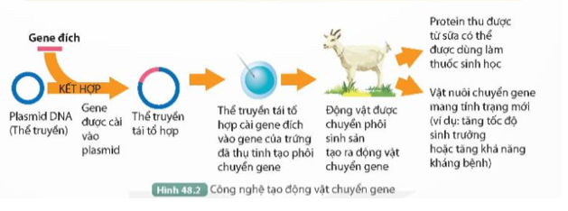 Quan sát Hình 48.2, mô tả quá trình tạo động vật chuyển gene. (ảnh 1)