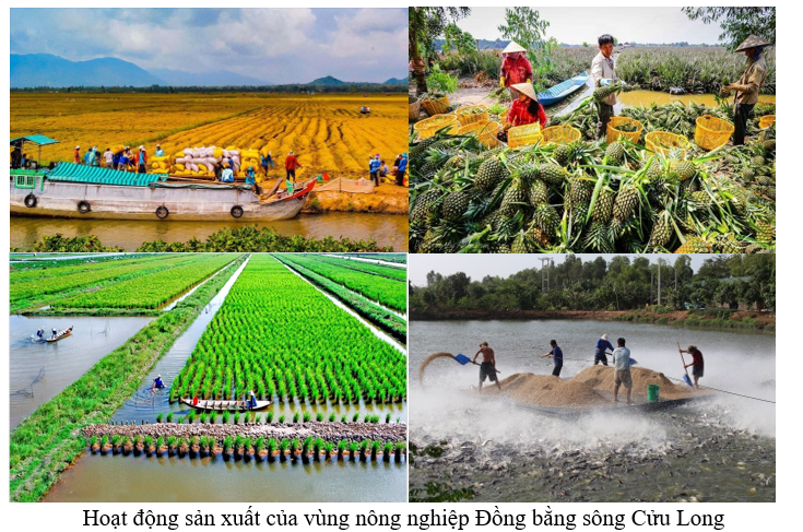 Sưu tầm một số hình ảnh về hoạt động sản xuất nông nghiệp nổi bật của một vùng nông nghiệp ở nước ta. (ảnh 1)