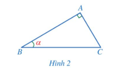 Cho tam giác ABC vuông tại A có góc B = alpha (Hình 2).  a) Cạnh góc vuông nào là cạnh đối của góc B? (ảnh 1)