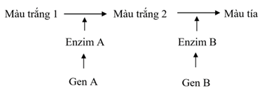 Ở ngô, sự tổng hợp sắc tố màu tía được quy định bởi (ảnh 1)