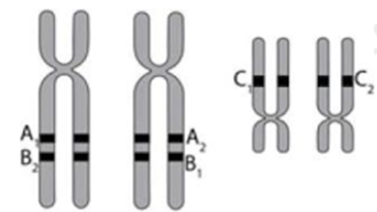 Hình vẽ mô tả 2 cặp NST thường đã nhân đôi trong (ảnh 1)