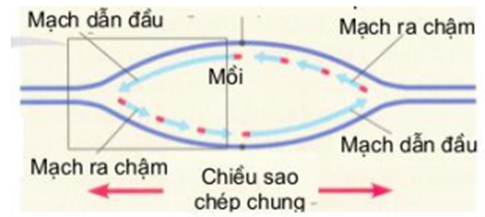 Hình bên mô tả một đơn vị nhân đôi của phân tử ADN (ảnh 2)