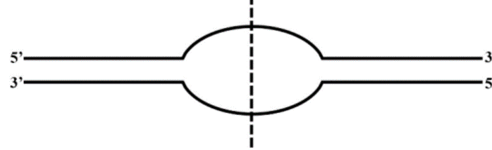Hình bên mô tả một đơn vị nhân đôi của phân tử ADN (ảnh 1)