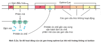 Khi nói về cơ chế điều hòa hoạt động của opêron Lac (ảnh 1)