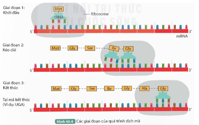 Đọc thông tin trên và quan sát Hình 40.4, trả lời các câu hỏi sau:1. Có những thành phần nào tham gia quá trình dịch mã (ảnh 1)