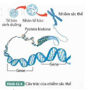 1. Mỗi NST trong tế bào ở Hình 42.4 chứa bao nhiêu phân tử DNA? (ảnh 1)