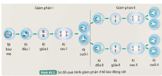 Quan sát Hình 43.2 và thực hiện các yêu cầu sau: 1. Cho biết từ một tế bào mẹ, qua giảm phân tạo ra bao nhiêu tế bào con. (ảnh 1)