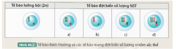 Quan sát Hình 46.2 và thực hiện các yêu cầu sau: 1. Nhận xét sự thay đổi số lượng NST trong mỗi tế bào đột biến (Hình 46.2 a, b, c, d) so với tế bào lưỡng bội. (ảnh 1)