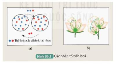 Xác định nhân tố tiến hóa được thể hiện trong Hình 50.3a và 50.3b.  (ảnh 1)