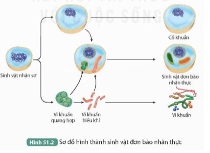 Quan sát Hình 51.2, trình bày sự xuất hiện cơ thể đơn bào nhân thực. (ảnh 1)