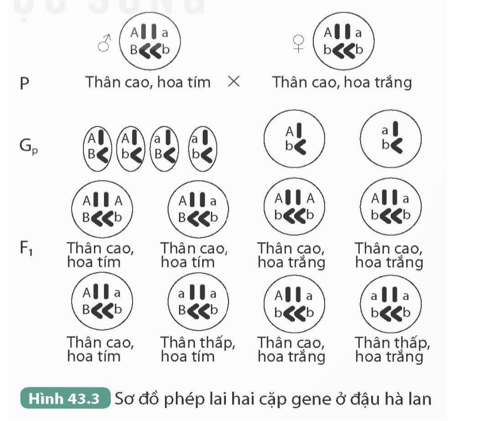 Quan sát Hình 43.3 kết hợp kiến thức đã học, trả lời các câu hỏi sau:   1. Thế hệ F1 có bao nhiêu loại kiểu (ảnh 1)