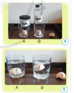 Tìm hiểu sự biến đổi của vỏ trứng  ▪ Chuẩn bị: Ba mảnh vỏ trứng gà (kí hiệu 1, 2, 3), nước, giấm, hai cốc thuỷ tinh (A và B) và một khay đựng. (ảnh 1)