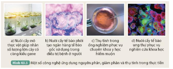 Quan sát Hình 43.5, cho biết công nghệ nào ứng dụng nguyên phân, công nghệ nào ứng dụng giảm phân và thụ tinh.  (ảnh 1)