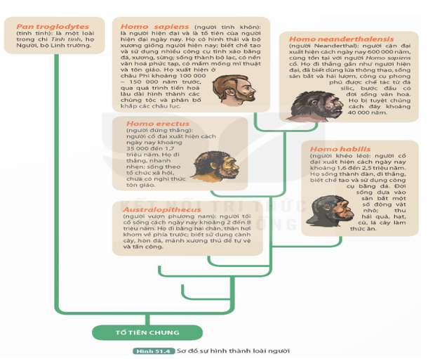 Quan sát Hình 51.4, thực hiện các yêu cầu sau:1. Gọi tên các giai đoạn chính của quá trình phát sinh loài người. (ảnh 1)