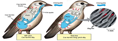 Quan sát hình dưới và cho biết, chim hô hấp hiệu quả (ảnh 1)