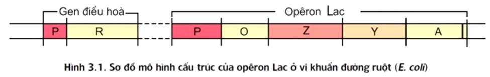 Bảng 1 mô tả hàm lượng mARN và prôtêin tương  (ảnh 1)