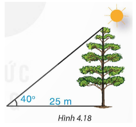 Bóng trên mặt đất của một cây dài 25 m. Tính chiều cao của cây (làm tròn đến dm) (ảnh 1)