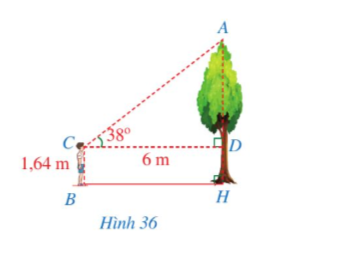 Để ước lượng chiều cao của một cây trong sân trường, bạn Hoàng đứng (ảnh 1)