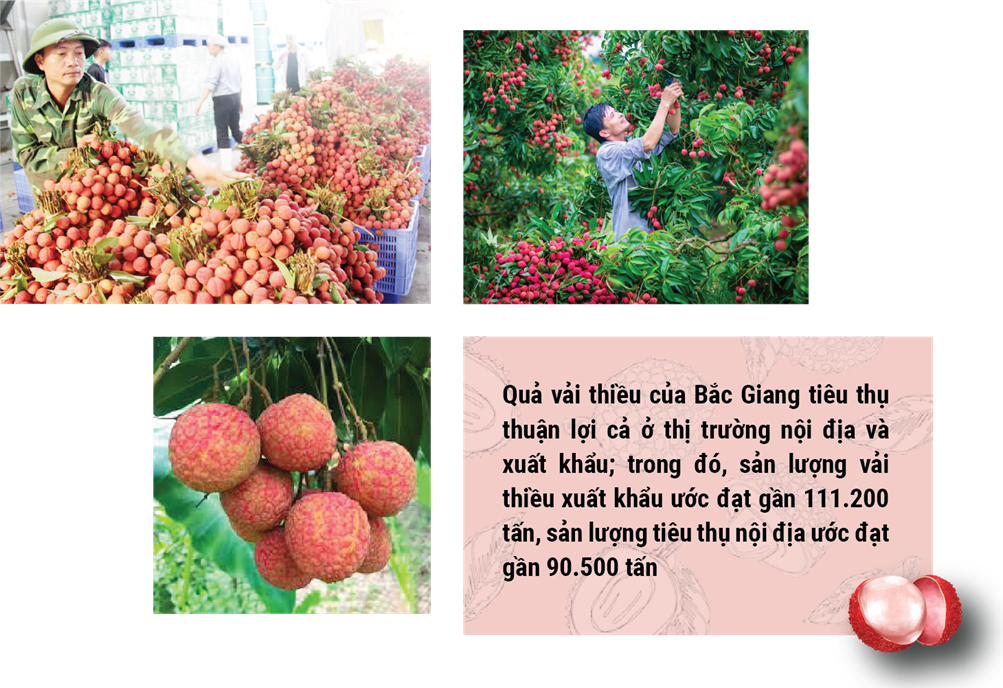 Thu thập thông tin, hình ảnh về một sản phẩm nông nghiệp ở nước ta (một cây trồng, vật nuôi hoặc nuôi trồng thủy sản, trồng rừng,…). (ảnh 1)