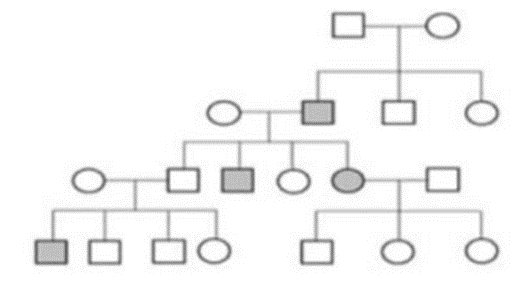 Phả hệ bên mô tả một bệnh di truyền ở người do (ảnh 1)