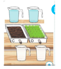 Tìm hiểu về xói mòn đất  Thí nghiệm 2:  • Chuẩn bị: Hai khay C, D có cùng loại đất và lượng đất; khay D có trồng cỏ hoặc cây, (ảnh 1)