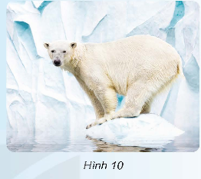 Đọc thông tin và giải thích vì sao trong tương lai gấu Bắc Cực có thể không còn nơi để sinh sống? (ảnh 1)