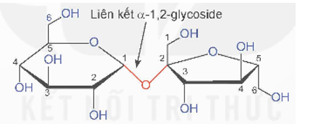 Đường ăn (saccharose) là chất làm ngọt phổ biến trong sản xuất thực phẩm, còn đường mạch nha (maltose) chủ yếu sử dụng để sản xuất bia. Saccharose và maltose có cấu tạo như thế nào? Chúng có tính chất hoá học cơ bản nào? (ảnh 1)