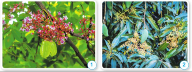 Những quả trong hình 1 và hình 2 được hình thành từ cơ quan nào của cây? Cơ quan sinh sản của thực vật có hoa là gì? (ảnh 1)