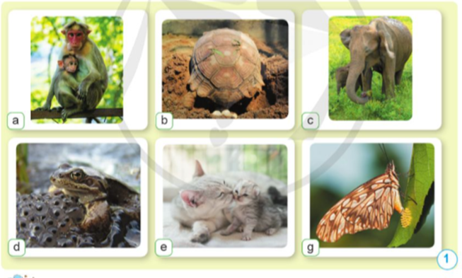 Nói tên những động vật trong hình 1. Động vật nào đẻ trứng, động vật nào đẻ con? (ảnh 1)